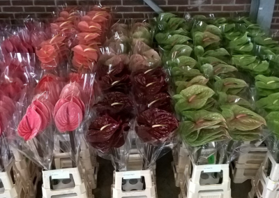 lange anthurium (1)